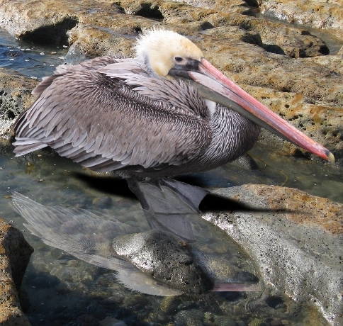 Creation of Bird: Step 13